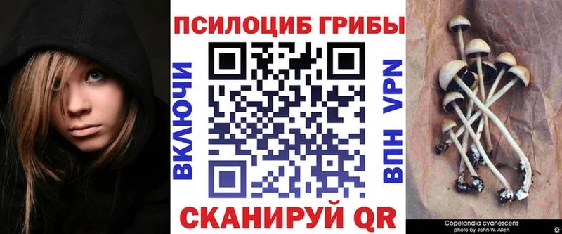 Галлюциногенные грибы Psilocybine cubensis  где купить наркоту  Черняховск 